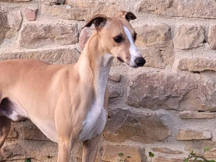Whippet Urian