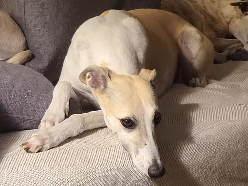 Papas de la Whippet Abril