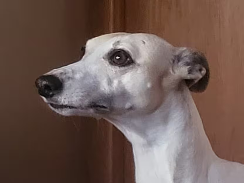 Whippet Urian