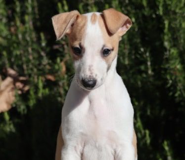 Abril Whippet