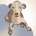 Whippetillo