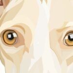 Mirada Whippet