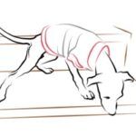 Enseñando a un Whippet