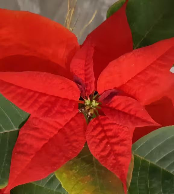Flor de pascua
