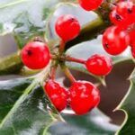Plantas peligrosas para navidad