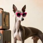 Viajando con Whippets