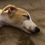 Primer sueño de Abril en casa