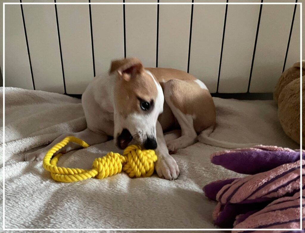 Colores de Whippet