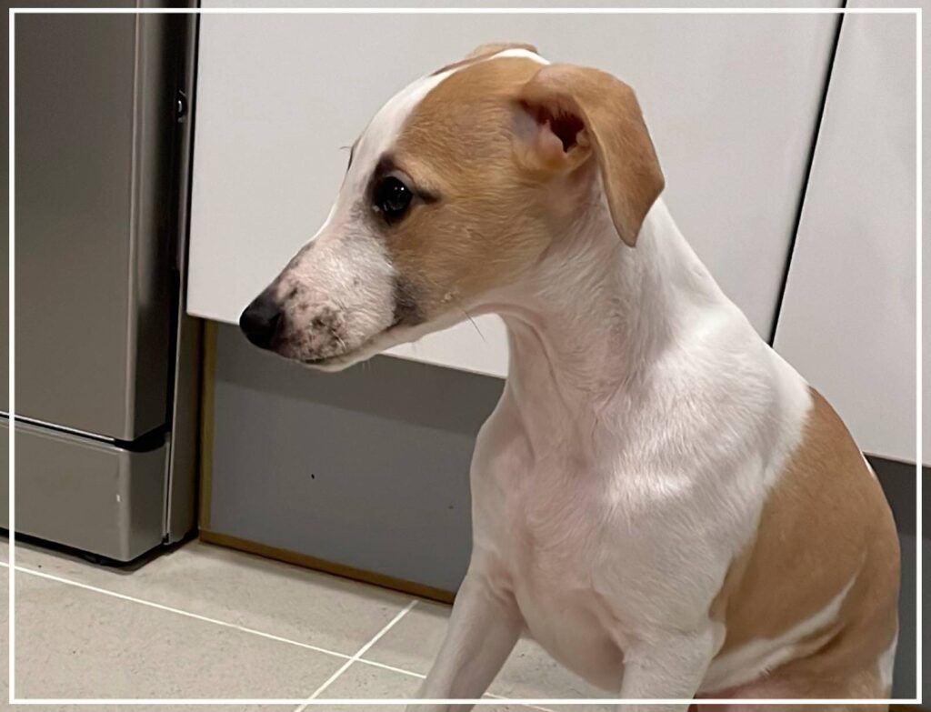 Paciencia de Whippetilla