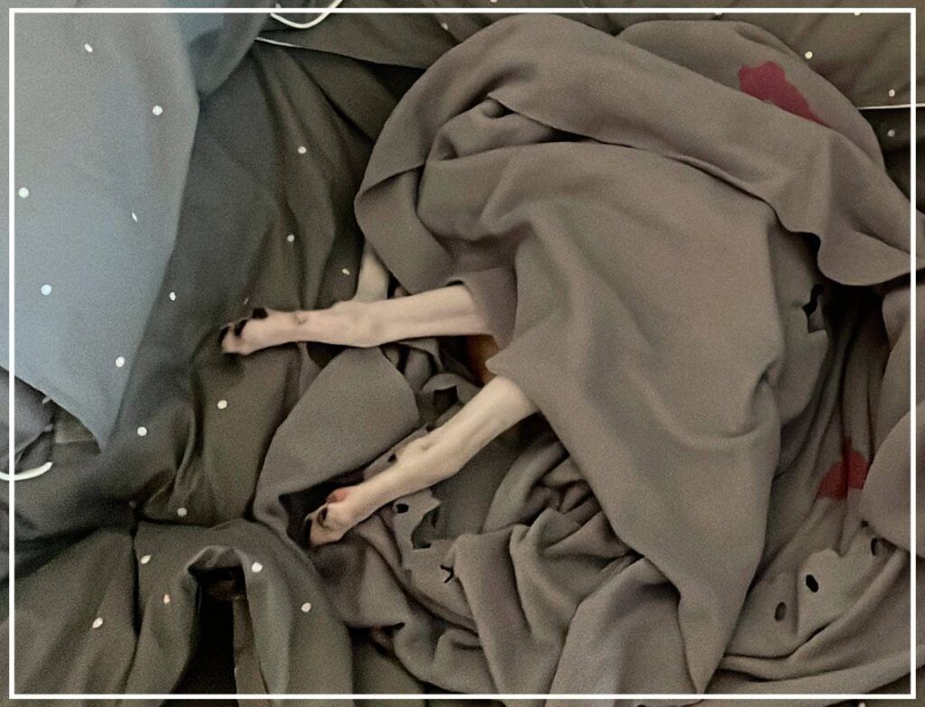 Lo que viene siendo un Whippet