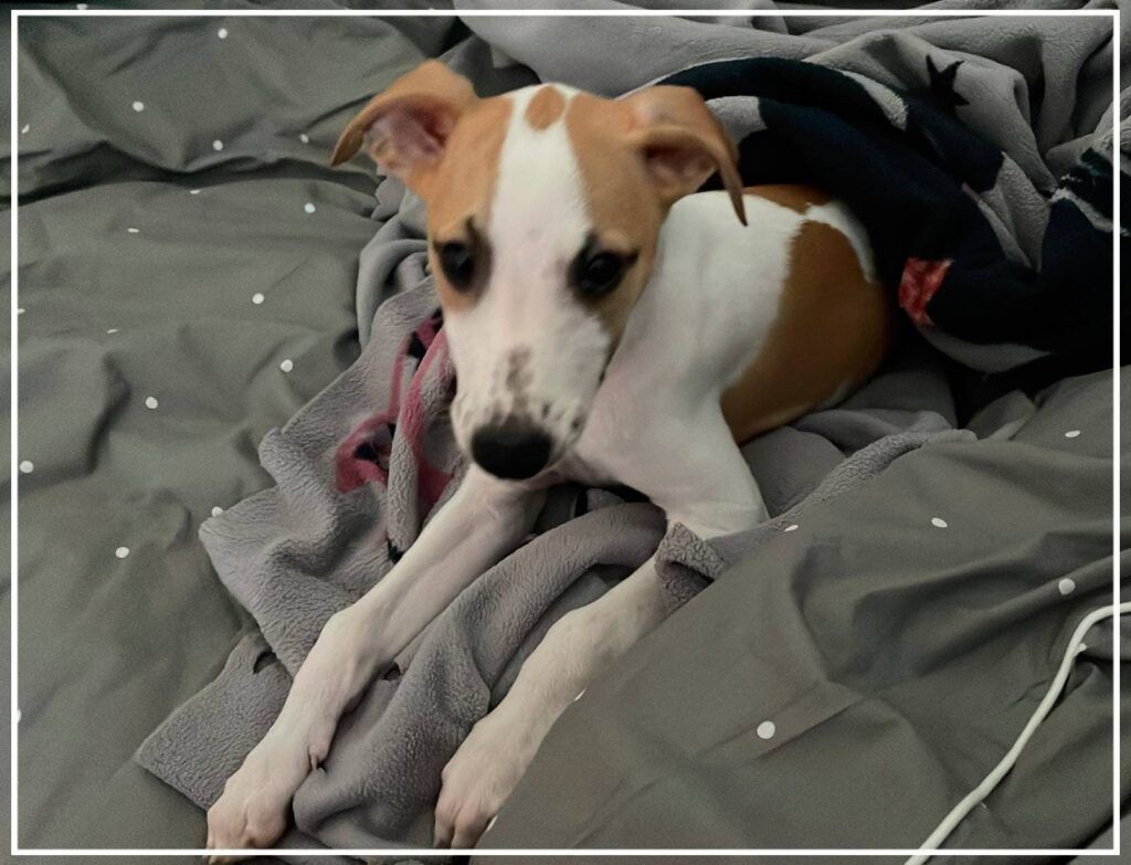 Miradas de Whippet