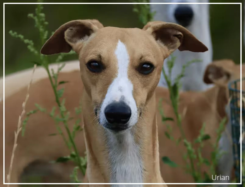 Whippet Urian Reffton