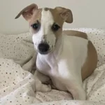 Abril en su cama portátil