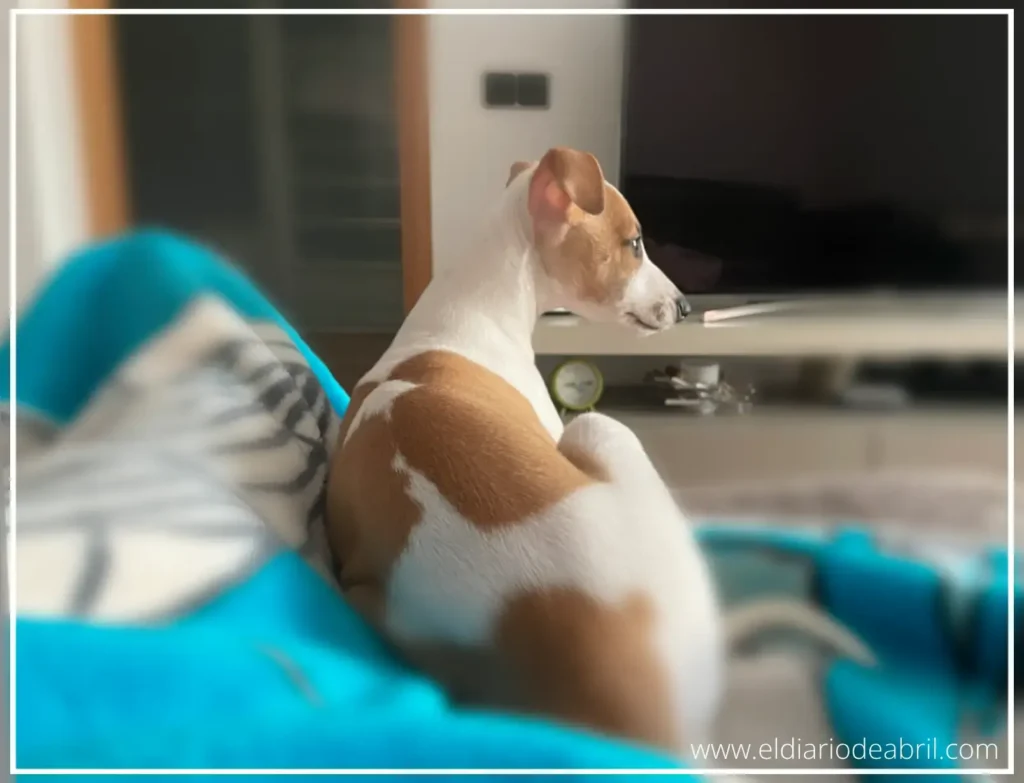 Abril en casa