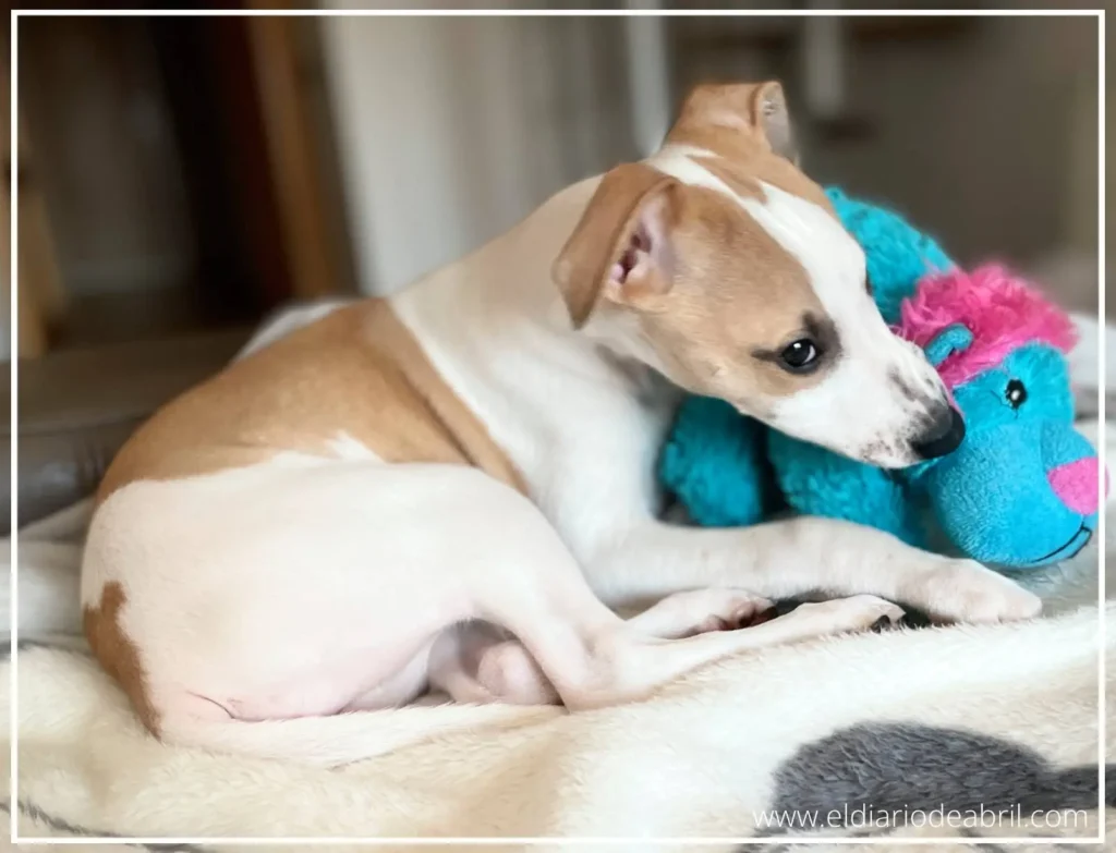 Abril con su peluche azul
