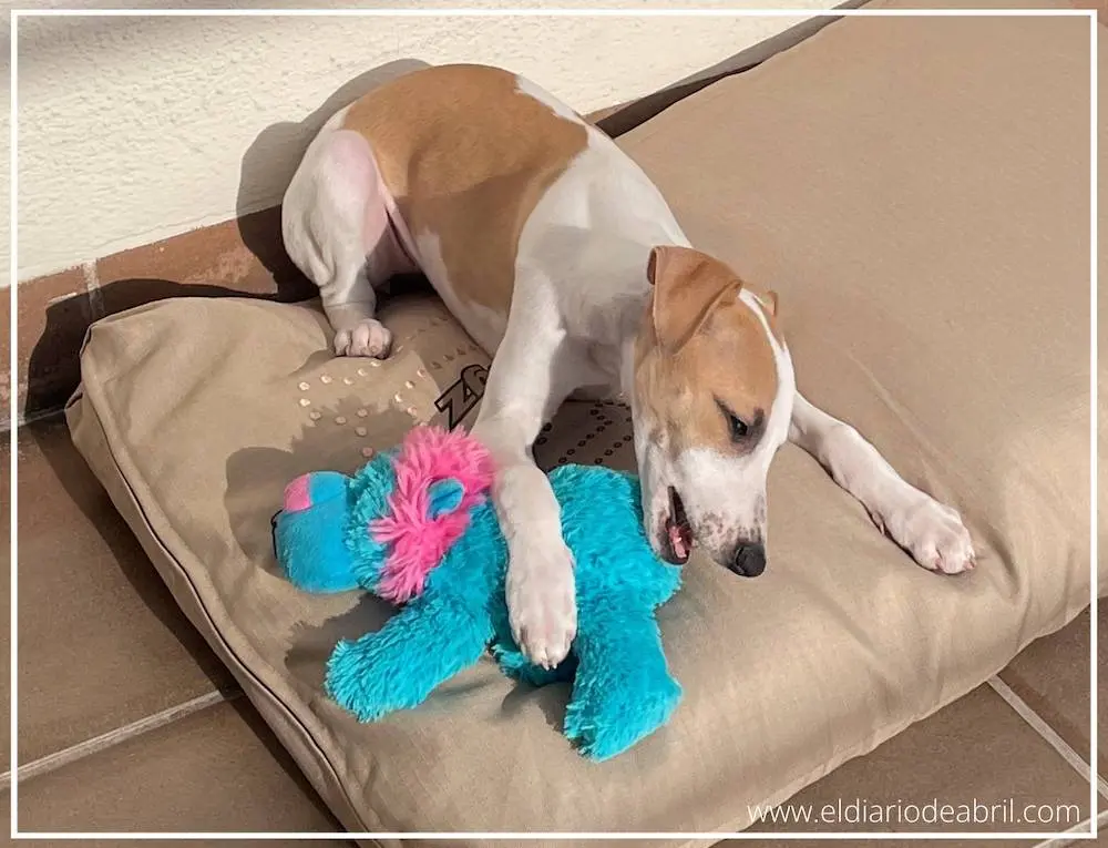 No se cansa la Whippet Abril