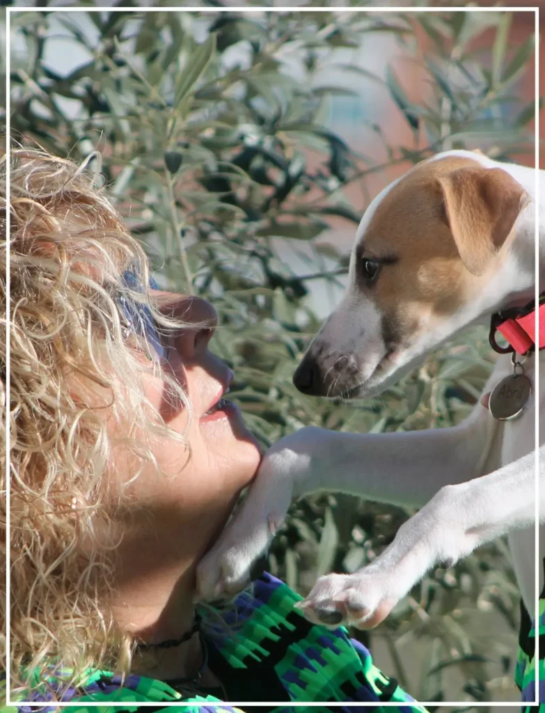 Miradas de frente Whippet