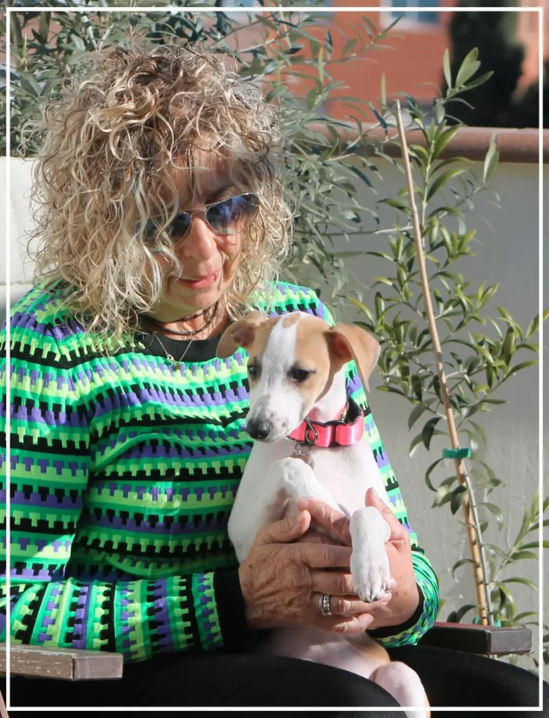 Miradas de Whippet cómplices
