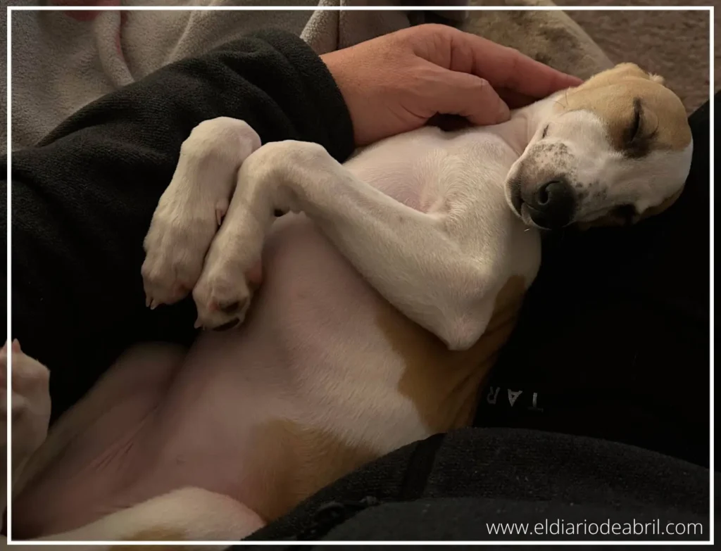 Whippet durmiendo