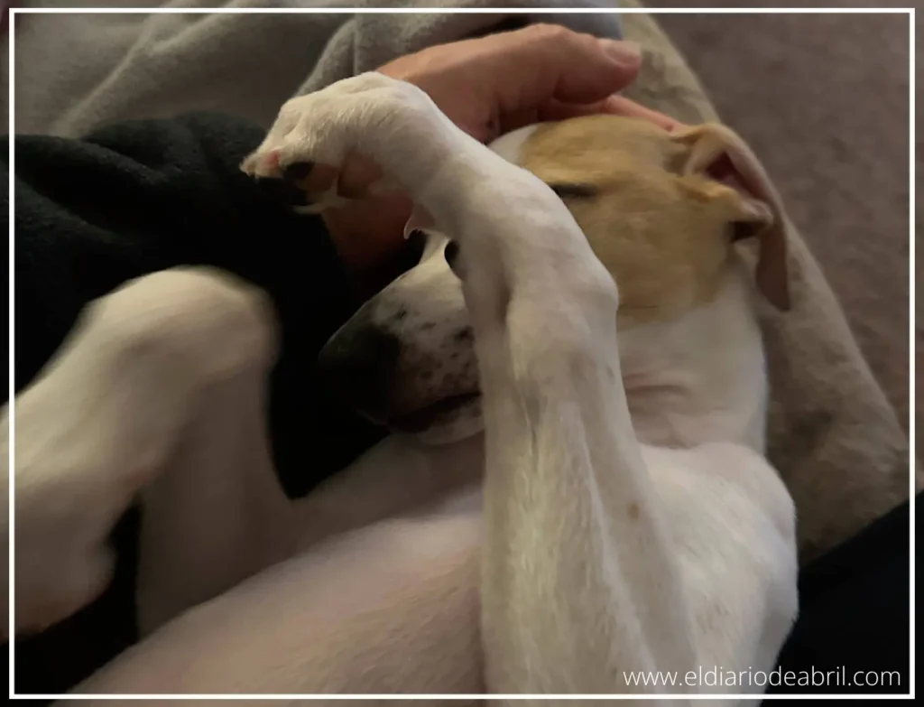 Whippet Abril soñando
