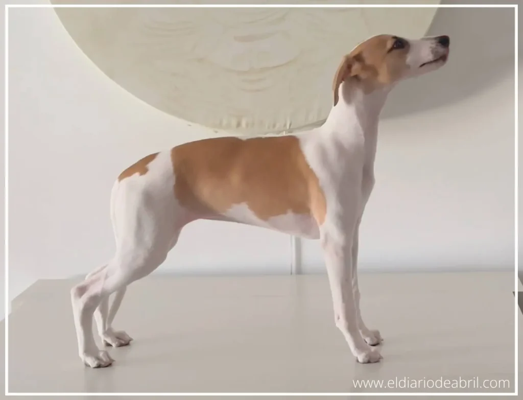 Medidas de una Whippet