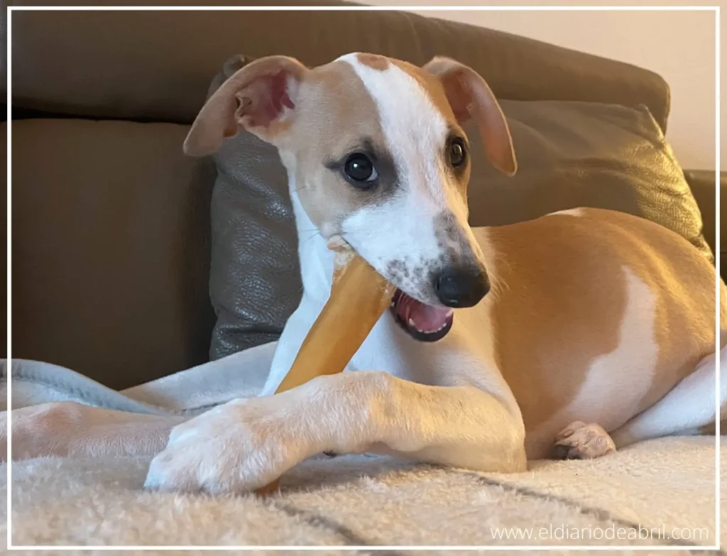 Una tarde de Whippet