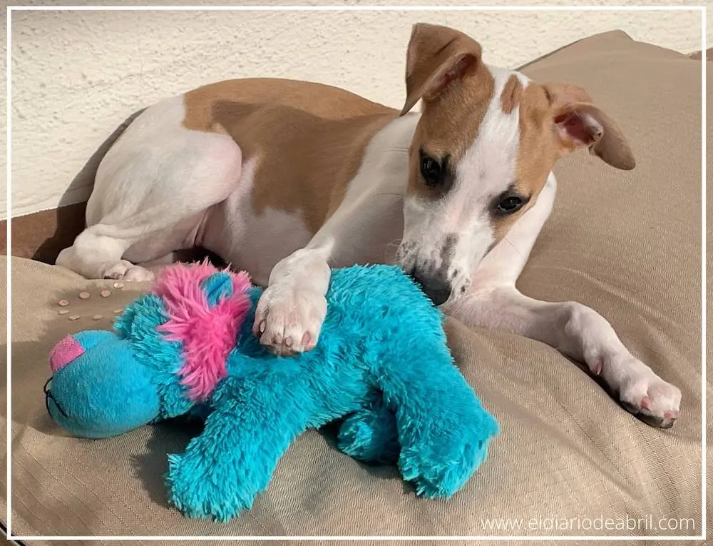 Las miradas de la Whippet Abril