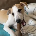Palos de olivo para Whippet