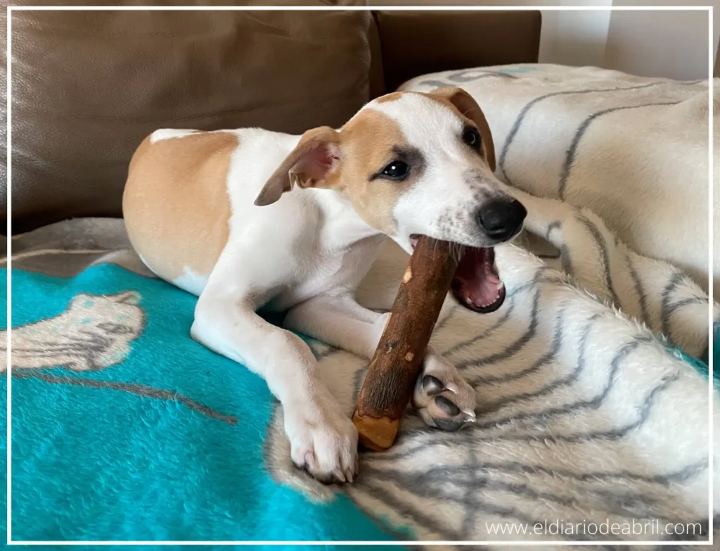 Un buen entretenimiento para el Whippet