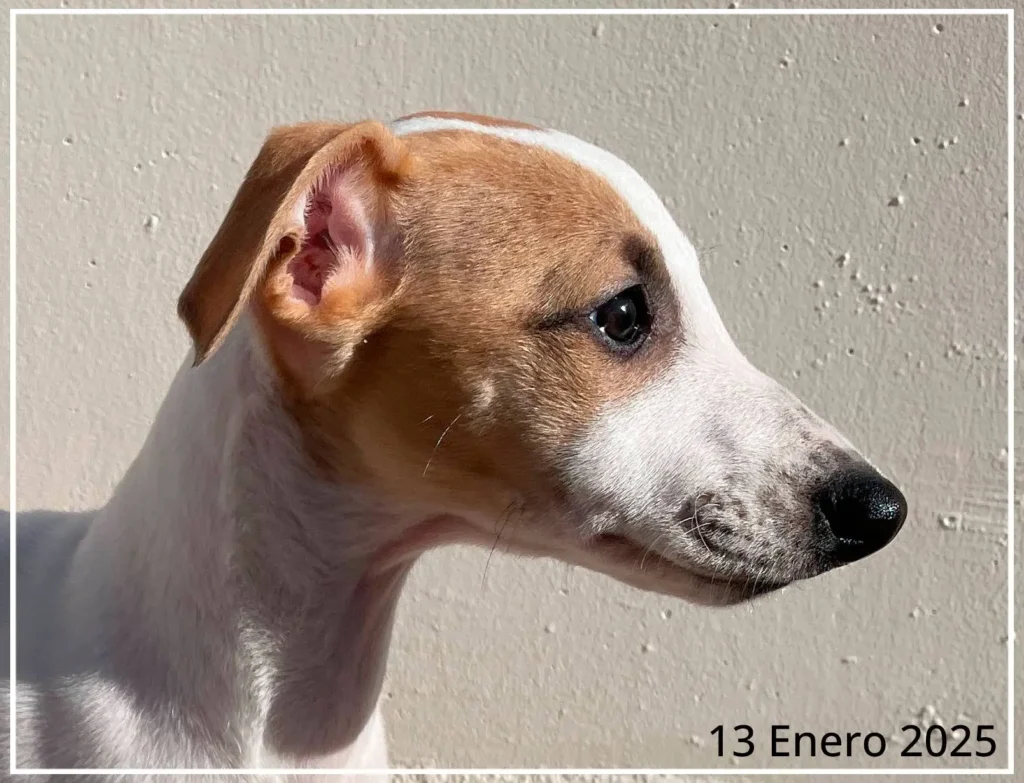 Perfil de enero de 2025