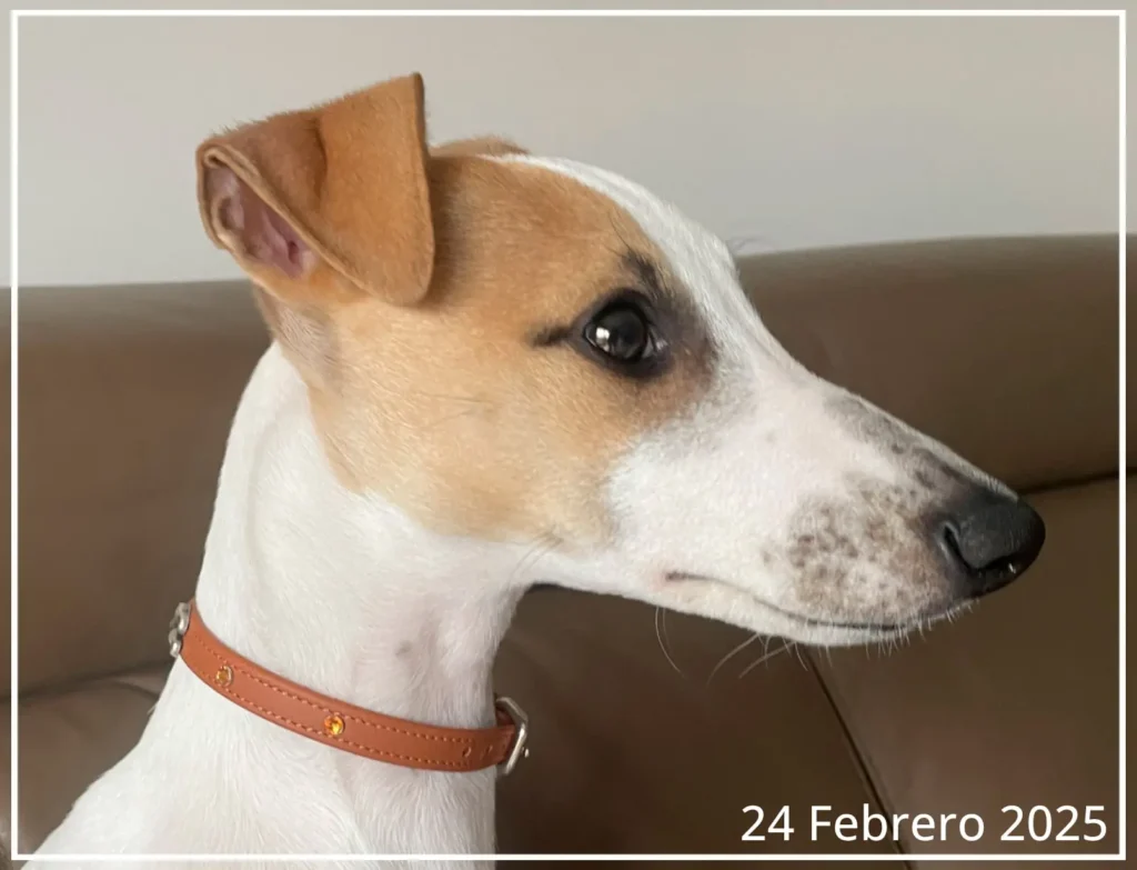 Perfil de la Whippet Abril del 25 de Febrero de 2025
