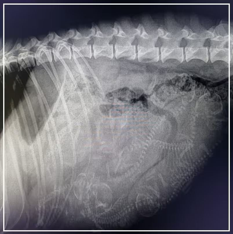 Radiografía de Serena de Reffton