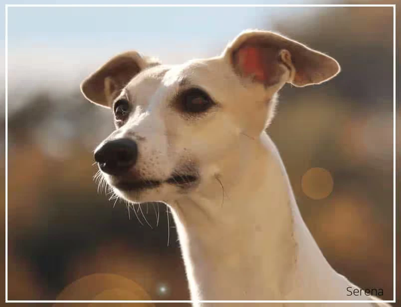Whippet Serena de Reffton