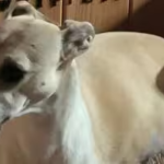 Serena de Reffton esperando a los cachorros