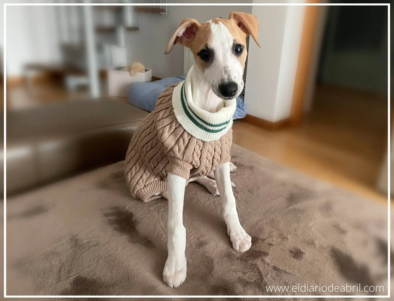 Jerséis para Whippets