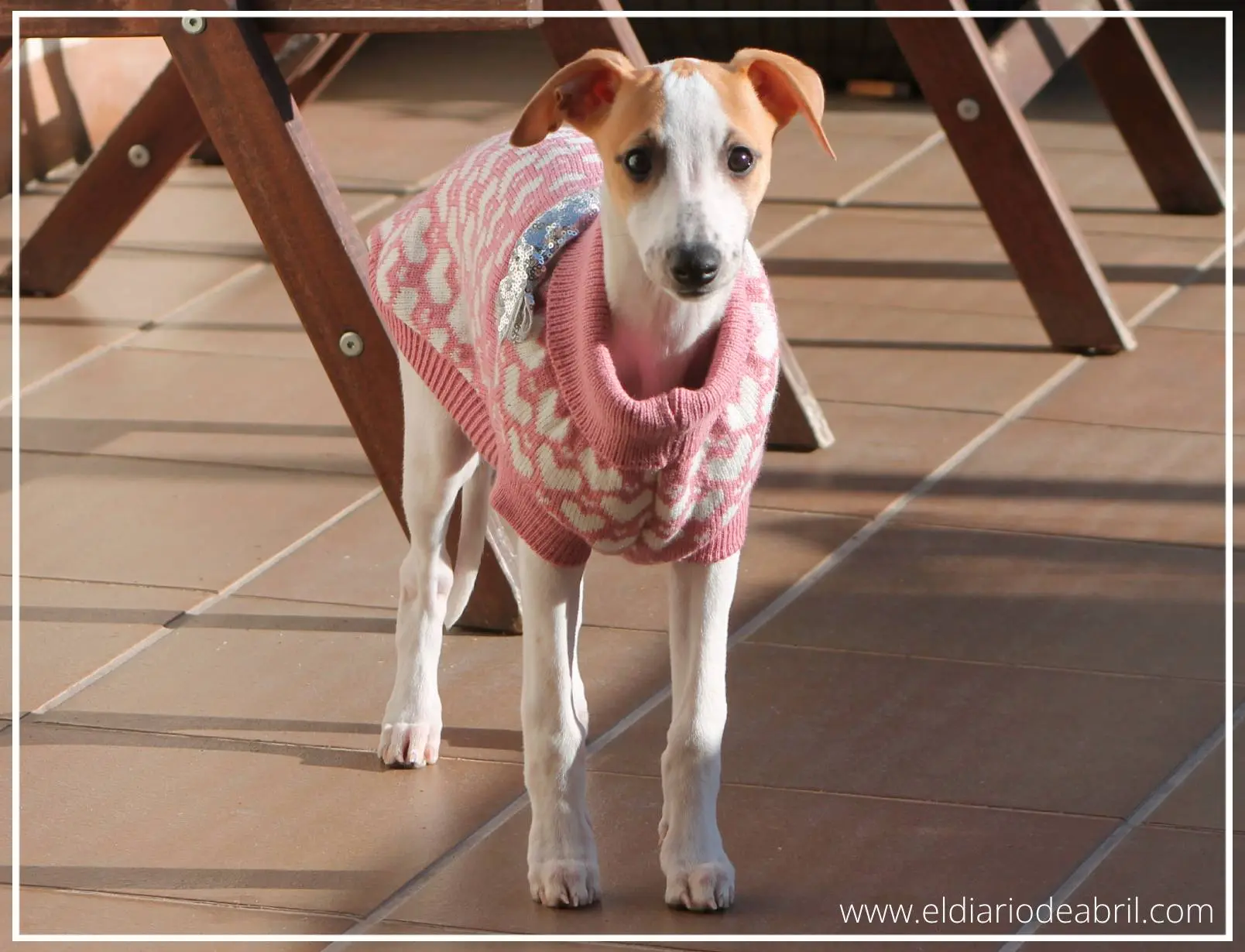 Jersey rosa para Whippet