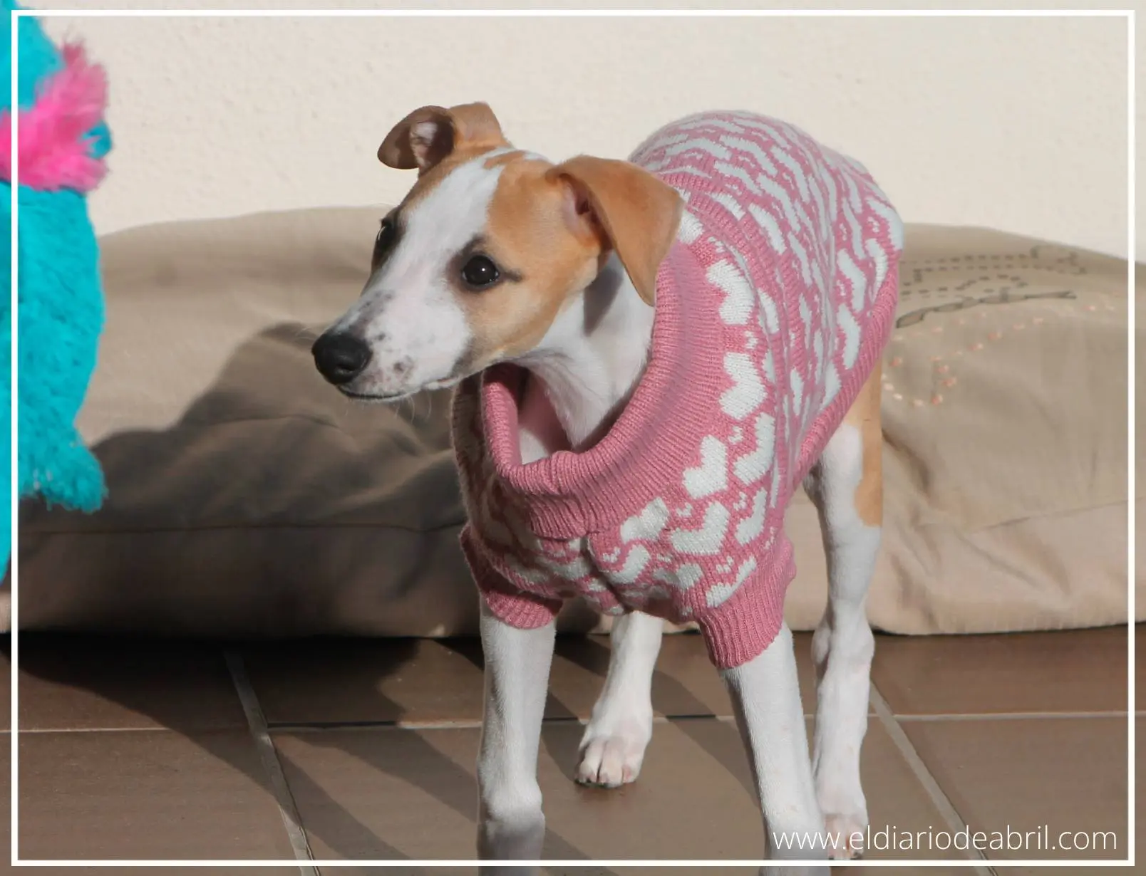 Whippet Abril jugando con su muñeco