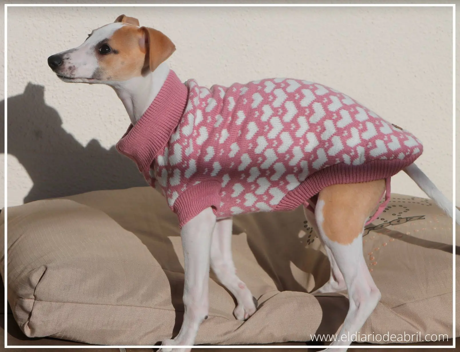 Jersey de Whippet rosa