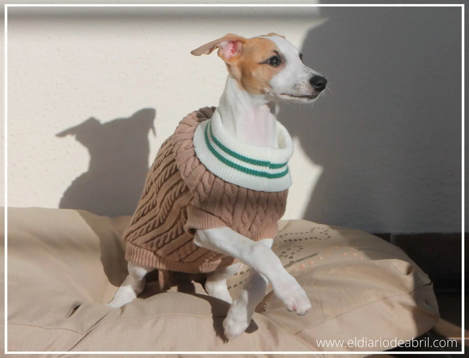 Jersey Whippet marrón