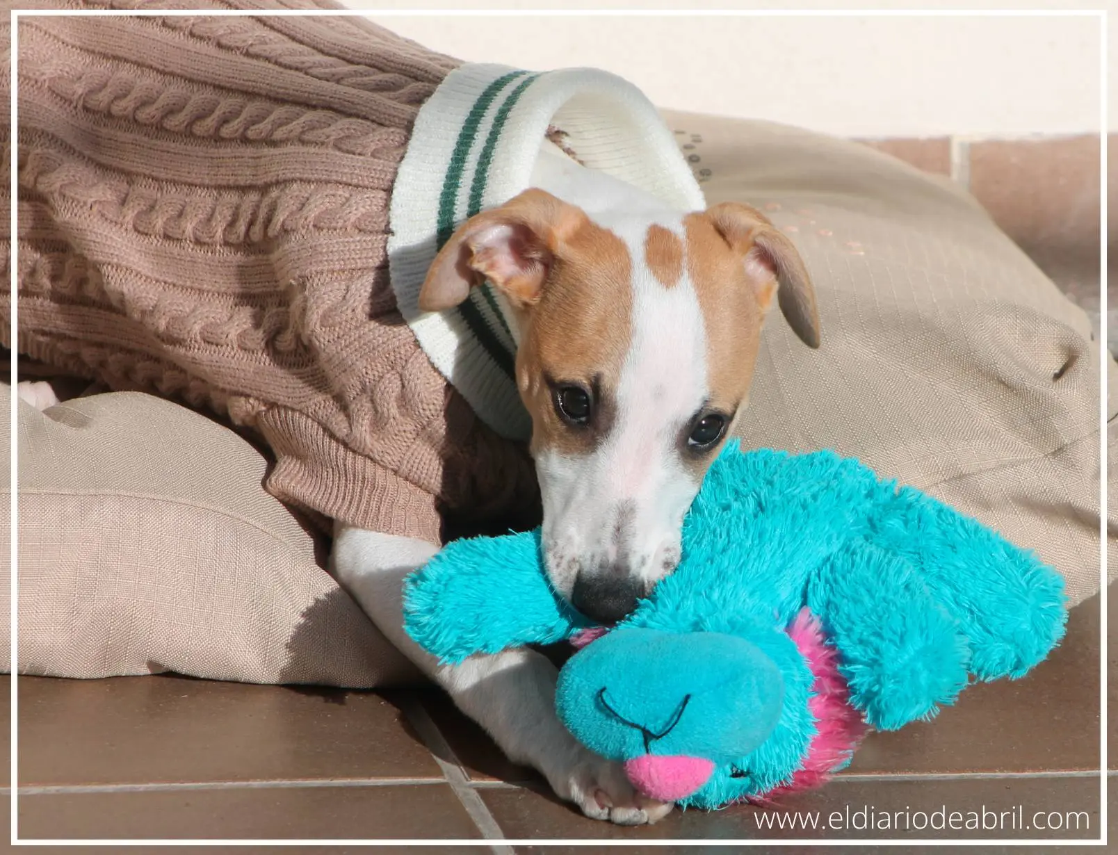 Jersey para Whippet con cuello blanco