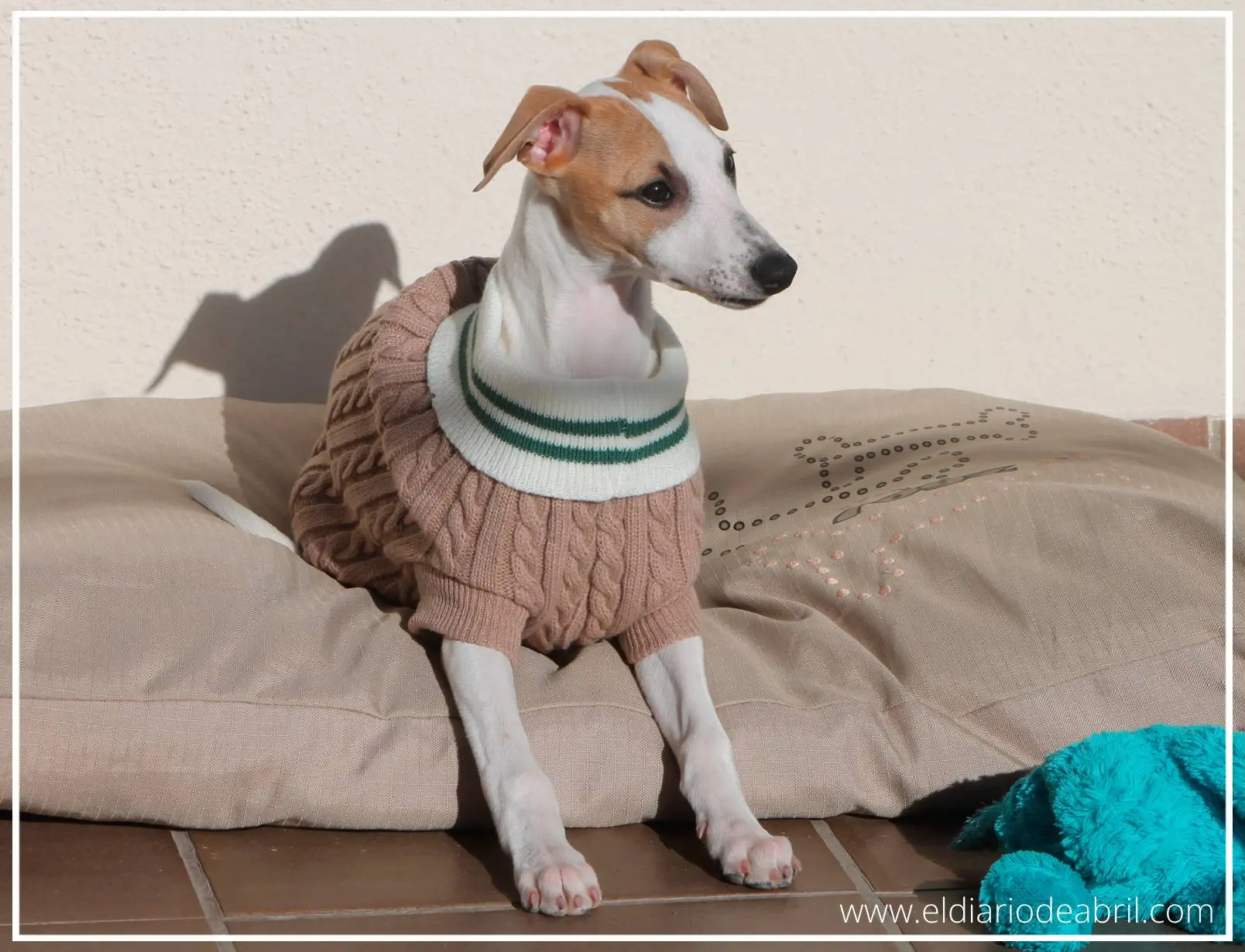 Jersey para Whippet en exposición