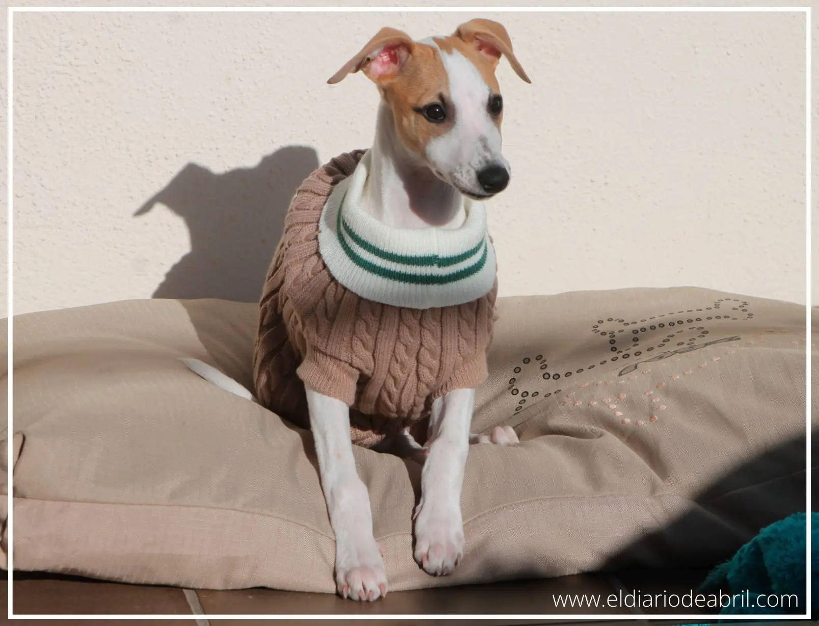 Pase de fotos con Jerseys de Whippets