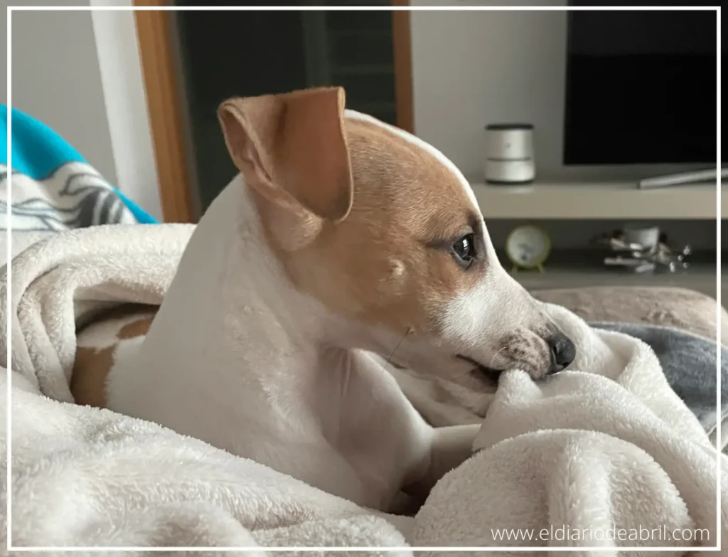 Abril está pensativa