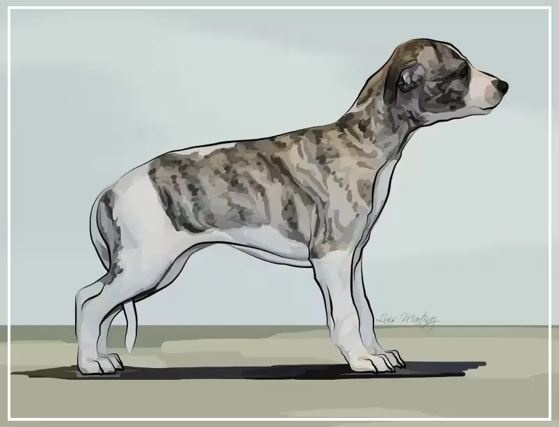 Un cachorro posando muy bien