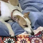 Whippet durmiendo sobre cama azul