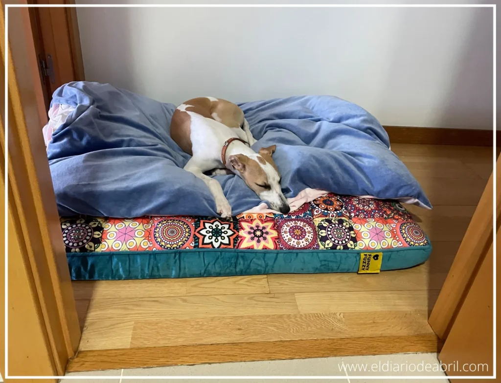 Whippet en la cocina