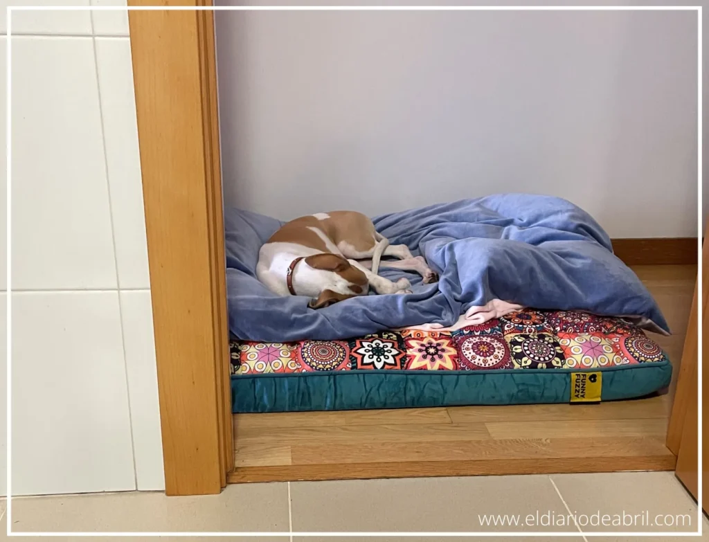 Whippet durmiendo en el pasillo