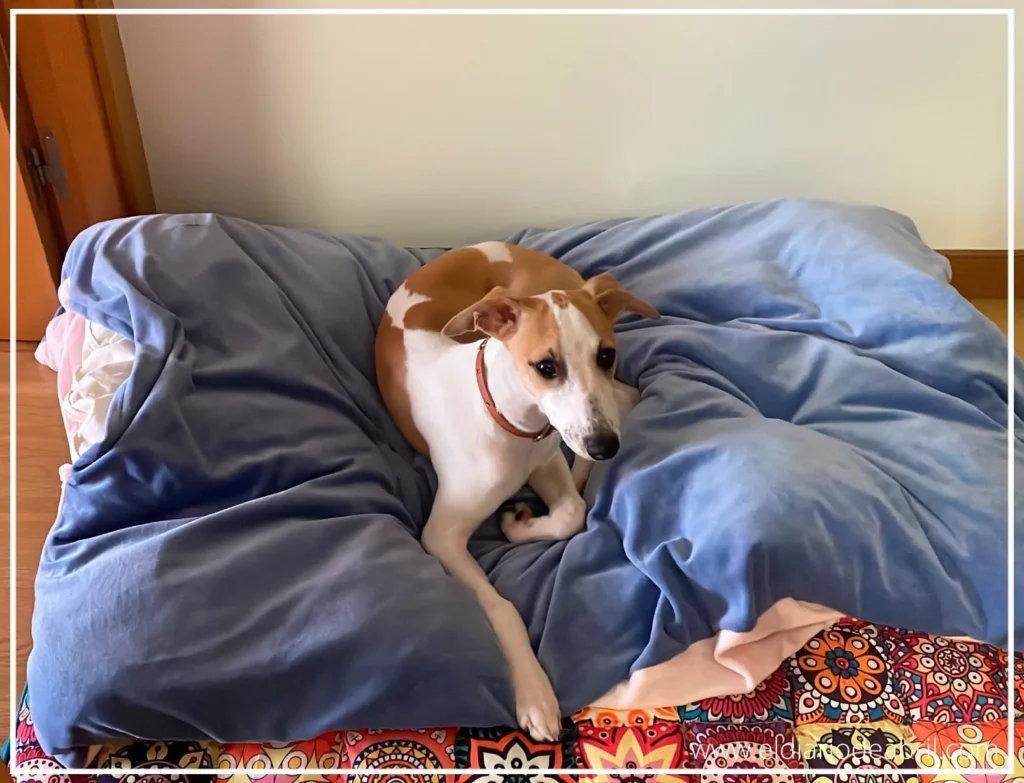 Whippet Abril sobre cama azul