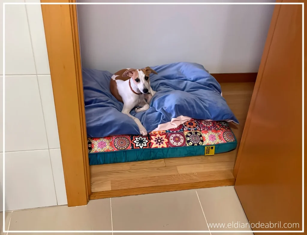 Whippet mirando desde su cama