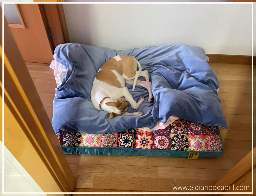 La Whippet abril durmiendo en su cama